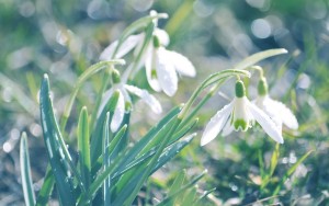 snowdrops_flowers_spring_drops_leaves_reflections_23001